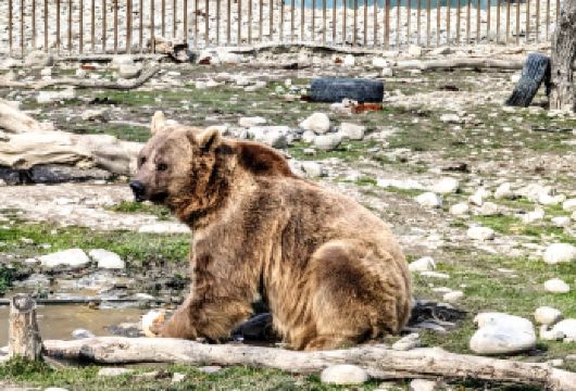 第比利斯出发：萨巴杜里童话森林＋熊保护区＋格鲁吉亚巨石阵半日游【逃离城市喧嚣，前往神奇的 萨巴杜里森林，这里的季节景致各有特色，是拍摄唯美照片的好去处。行程中将参观温馨的 熊类保护区，近距离观察获救的棕熊，感受人与自然和谐共处的魅力。 随后前往格鲁吉亚具有代表性的观景点——杰瓦里修道院（联合国教科文组织世界遗产），在古老教堂之上，拍摄两条河流交汇而成的标志性全景。 最后探索雄伟的 格鲁吉亚编年史纪念碑，被称为“格鲁吉亚的巨石阵”。欣赏高耸的青铜石柱，并俯瞰 第比利斯海 的壮阔景色，为旅程画上令人难忘的句号。】