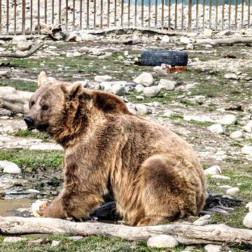 第比利斯出发：萨巴杜里童话森林＋熊保护区＋格鲁吉亚巨石阵半日游