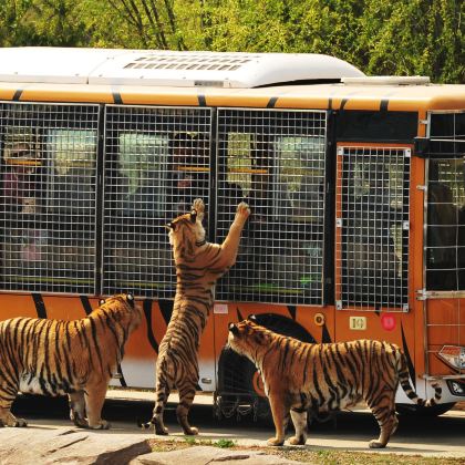 东北虎林园+哈工大+七三一讲解+献花一日游【精选导游】
