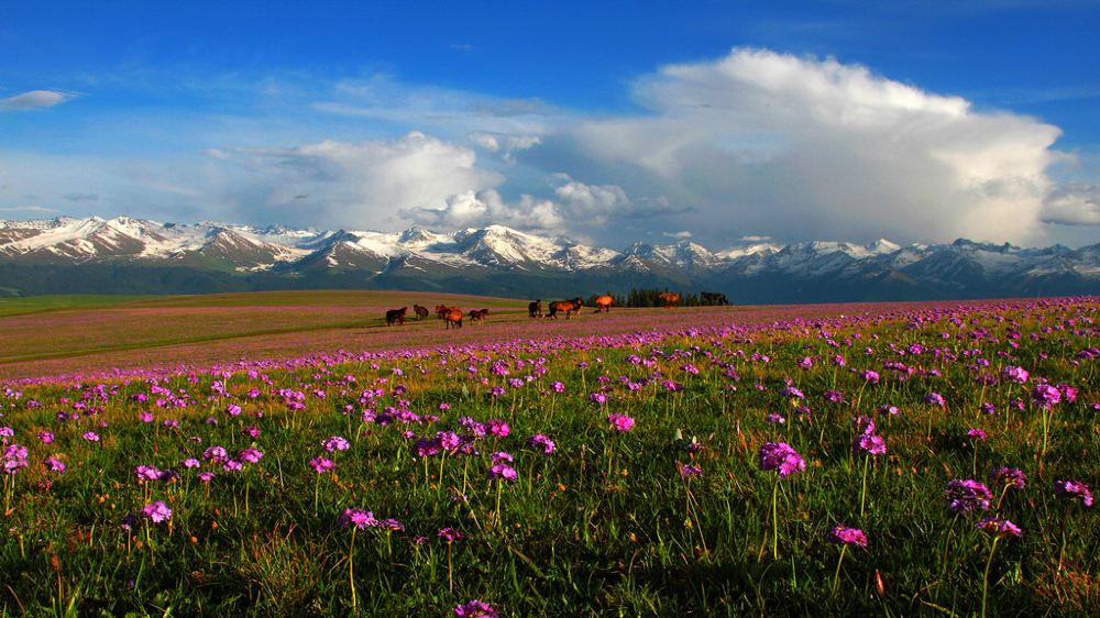 新疆伊犁那拉提旅游风景区一日游包车时间自由安排一人也可出游纯玩