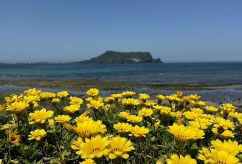 小人国公园+汽车博物馆+M1971追海豚一日游【 包车游】【想怎么游你说了算！！ 当地中文司机，在地生活，感受当地人的模式 美食攻略，旅途聚会，吃吃喝喝畅游当地】