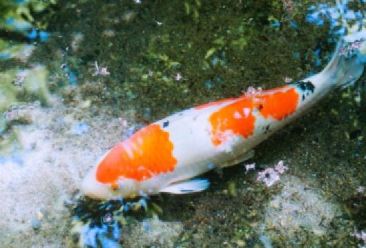 日本京都-琉璃光院-三千院-贵船神社-岚山-红叶巡礼红叶季【专业行程定制，精选热门景点，高效游玩不走回头路，贴心服务保障，轻松】