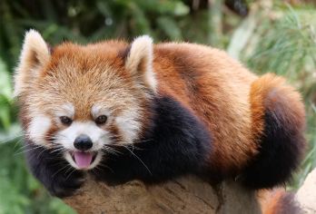 《熊抱青山》熊猫谷+青城山前山一日游【纯玩无购物】