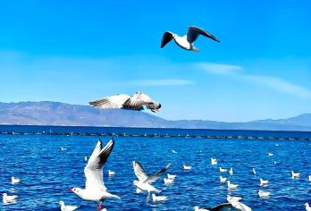 丽江-大理纯玩一日游+360°环洱海+双廊+S湾+理想邦【0进店0购物；真纯玩高品质】