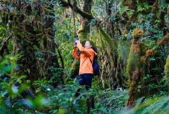 高黎贡山毛毛球原始森林徒步一日游（3km-9km+专业向导）【原始森林深度探秘：穿梭于高黎贡山西支主峰的毛毛球原始森林，这里宛如被时光遗忘的秘境；】