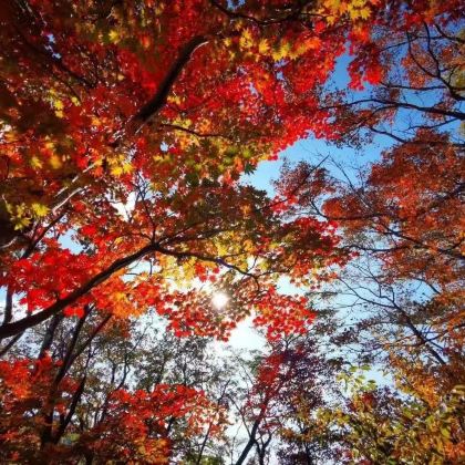 【枫叶王国·如诗如画】本溪枫林谷森林公园一日游