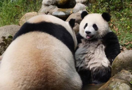 都井堰熊猫基地日游 【近距离接触大熊猫，避开拥挤人群 观看熊猫的喂食或玩耍时间 可与都江堰灌溉系统配合使用（可选附加组件）】