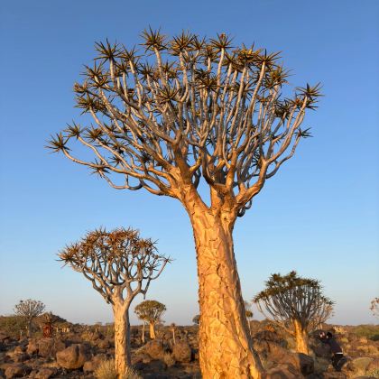 纳米比亚&经典箭袋树森林【包车一日游】