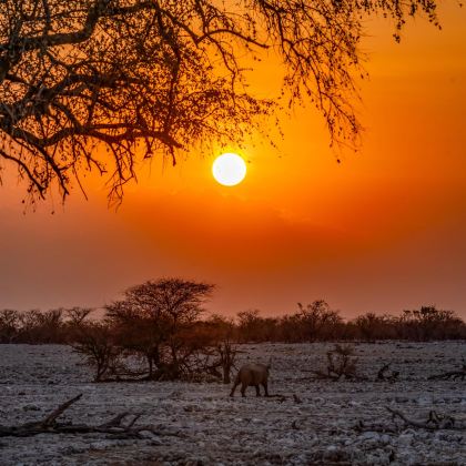 纳米比亚&埃托沙国家公园【 荒野包车一日游】游猎奇观