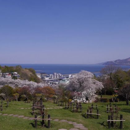 小樽樱旅一日游：手宫公园赏樱+音乐盒堂+水族馆+天狗山