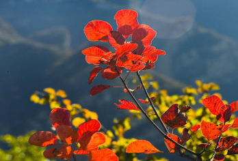 坡峰岭赏红叶1日【京郊红叶天花板+6公里环形赏红叶栈道】【京郊赏红叶天花板】