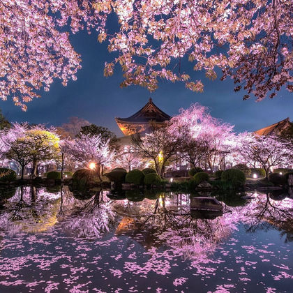 日本大阪+奈良公园+京都一日游