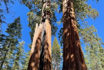 美国洛杉矶往返帝王峡谷或美洲杉/红杉树可多日-12H包车精选【专属客服和本地中文司机，一家一团包车】