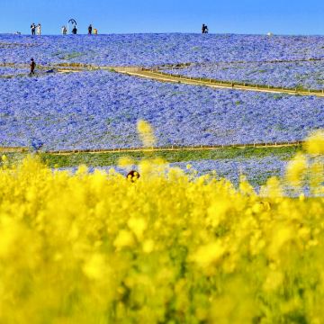 国营常陆海滨公园+足利花卉公园一日游 (东京出发,春季限定)