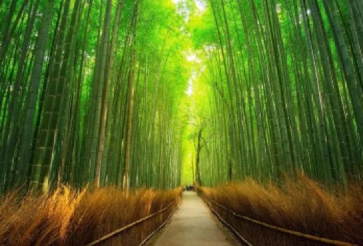 京都三千院-贵船神社-岚山1日游|上门接送可选|13人小团【精选景点，全天候深度体验，游览京都，岚山】