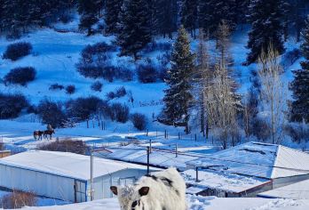 新疆乌鲁木齐天山大峡谷一日游【纯玩无购物+森林河谷】【[多种选择]可选拼车跟团游或独立成团游，自由选择，超高性价比，深度畅玩；】