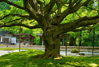 日本 九州糸岛秘境-千如寺龙猫森林步道夫妇岩福冈塔一日游【[景点特色]小众觉美路线，误入动漫异世界】