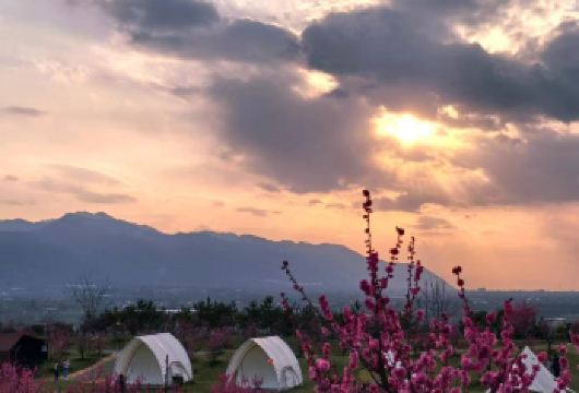 冬季梅花节【长安唐村~南堡古寨一日游】【梅海盛景：近4000株梅花绽放，红梅、宫粉梅等点缀终南山下，与秦岭相映成诗画。】