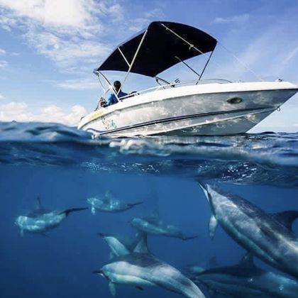 毛里求斯快艇追海豚+卡塞拉自然公园一日游