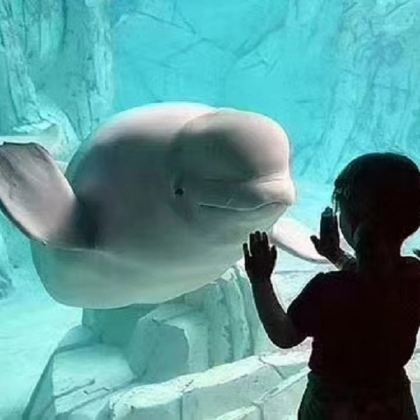 上门接送丨抚顺皇家海洋乐园一日游*独立出行*不拼车