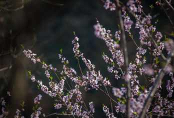 【旅小皖/私家团】皖西大裂谷、明清老街一日游【[优选资源]本地社+本地司/导+本地用车，本地土著带你玩转精华景点。】