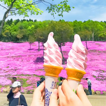 北海道五月限定赏花一日游：泷上芝樱公园+涌别町郁金香公园