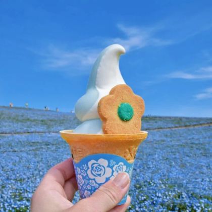 茨城粉蝶花海一日游|大洗磯前神社那珂凑海鮮市场