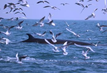 涠洲岛寻鲸【90分钟游艇寻鲸/岛上接送/未寻到补海上项目】【布氏鲸最近又在涠洲岛附近出没了，据说看到鲸鱼的人会幸运一整年。】