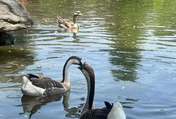 秦岭野生动物园+《驼铃传奇》秀一日游【快乐出游好去处~】【去看晒太阳的大羚羊，漫步的长颈鹿，软fufu的羊驼，还有耍怪的小猴子】