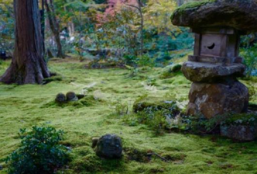 日本京都-琉璃光院-三千院-贵船神社-红叶满天 京都巡礼。【专业行程定制，精选热门景点，高效游玩不走回头路，贴心服务保障，轻松】