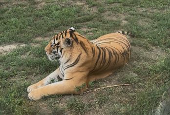 侵华日军第七三一部队罪证列馆含预约门票  东北虎林园一日活动【预约不成功 全额退】