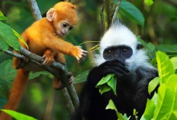 南宁起止-白头叶猴-花山岩画一日游【上门接送+品质纯玩小团】【[品质服务]五座/七座专车上门接送，专职司机保驾护航，安心出游!】