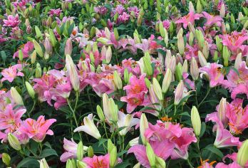 【包车游酒店接送】台北+台中中社花市+宫原眼科+高美湿地【中文司机+酒店接送+贴心管家[畅游80+国家，800+城市]】