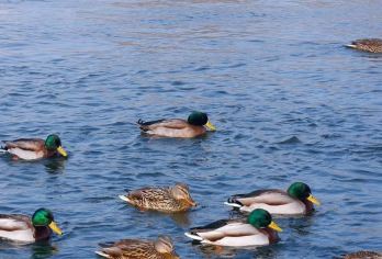 吉林市雾凇岛一日游【雾凇岛+长白岛 小包团】【纯玩小包团，时间自由，行程自由。】