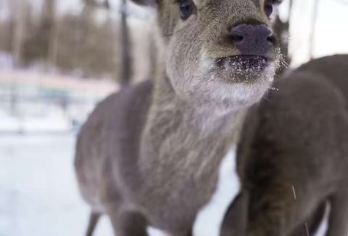 雾凇漂流+冰钓+马拉爬犁+雪地摩托+打卡小鹿、纯玩一日游【随时下单，随时出行、一单一车】