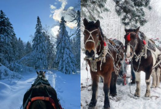 正宗东北玩法【马拉爬犁趣味单日游】【平稳舒适的骑行体验，老人孩童皆可安心畅玩，是亲子同行、好友相伴、阖家出游的优选。】