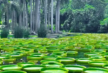 中国科学院热带植物园+西双版纳傣族园一日游【性价比高】【性价比很高，对比单独购买景区门票 自行处理交通简单划算，省心】