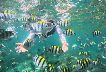 趣玩加井岛+浮潜看海底生物+不限次浮潜+送拍摄+浮潜装备【游艇一天三班 出海3小时 不限时浮潜 配有浮潜装备 送拍摄】
