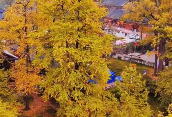 盘州出发-大洞竹海-妥乐古银杏一日游（上门接送-独立出行）【多套餐可选】