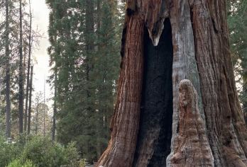 美国旧金山-优胜美地+美洲杉/帝王峡谷-可包车-精选【专属客服和本地中文司机，一家一团包车】