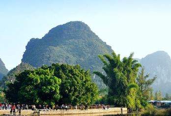桂林阳朔大榕树银子岩世外桃源遇龙河千里江山千古情纯玩一日游【阳朔热门打卡地 景点根据需要自由选择】