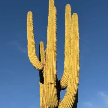 美国凤凰城往返巨人柱国家公园-包车-精选