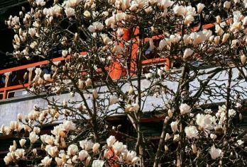 北京大观园一日游【包车出游，亲子游好去处】【[优质服务]在线客服为您解决所有问题，贴心服务，不虚此行。】