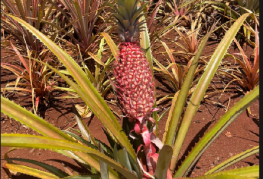 夏威夷欧胡岛钻石头山+伊奥拉尼王宫+珍珠港+都乐菠萝种植园【[定制包车游]专享中文司机独立包车，市区范围酒店上门接送，行程路线天数可根据个人需求调整。】