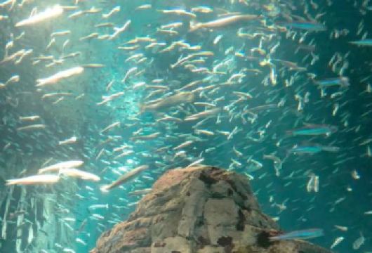 日本京都-琉璃光院-三千院-贵船神社-红叶满天 京都巡礼。【专业行程定制，精选热门景点，高效游玩不走回头路，贴心服务保障，轻松】