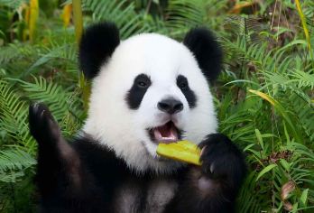 都江堰+熊猫谷2到8人独立用车+仰天窝+钟书阁+南桥+蓝眼泪【[贴心赠送]赠送川剧表演李冰治水皮影戏+仰天窝广场+灌县古城+钟书阁+南桥+蓝眼泪】