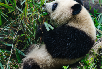 成都都江堰熊猫谷＋都江堰景区 包车游 【成都出发】【说走就走的旅行，真正的无购物无隐形消费，包含用车、可加订专业导游，让您的旅途更精彩！】