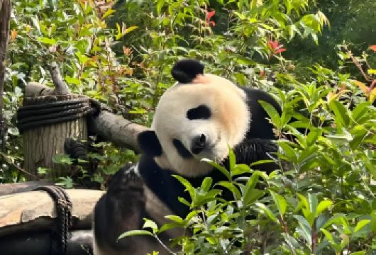 四川成都熊猫谷+都江堰包车一日游【1..中文司机，上门接送】