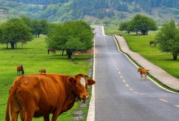 〖仙女山纯玩2-8人小团〗天生三桥+仙女山+乌江赤壁观景台【〖品牌优势〗本土旅行社，专注重庆旅游20余年，本土优选专业司兼导，带您畅玩渝东南】