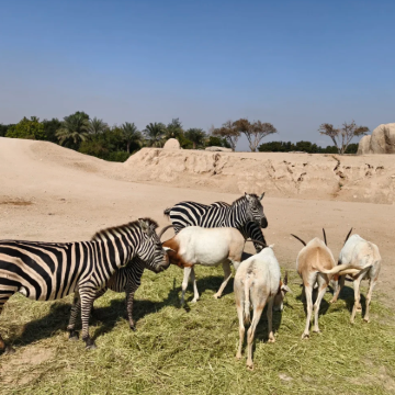 阿联酋艾因动物园+艾因绿洲中文包车一日游｜阿拉伯沙漠风光体验